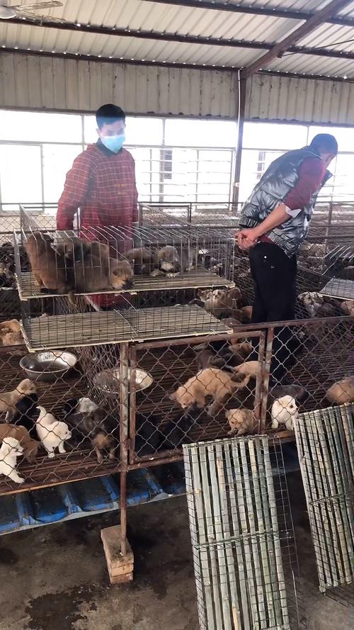 肉狗养殖技术 pdf-图1 肉狗养殖技术 pdf-图1