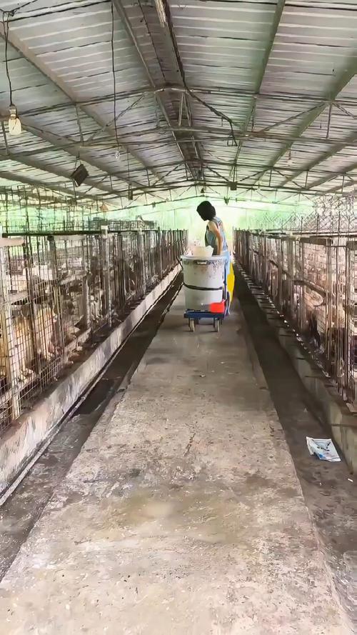 肉狗养殖技术 pdf-图2 肉狗养殖技术 pdf-图2