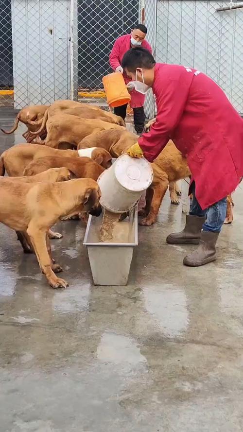 肉狗养殖技术 pdf-图3 肉狗养殖技术 pdf-图3