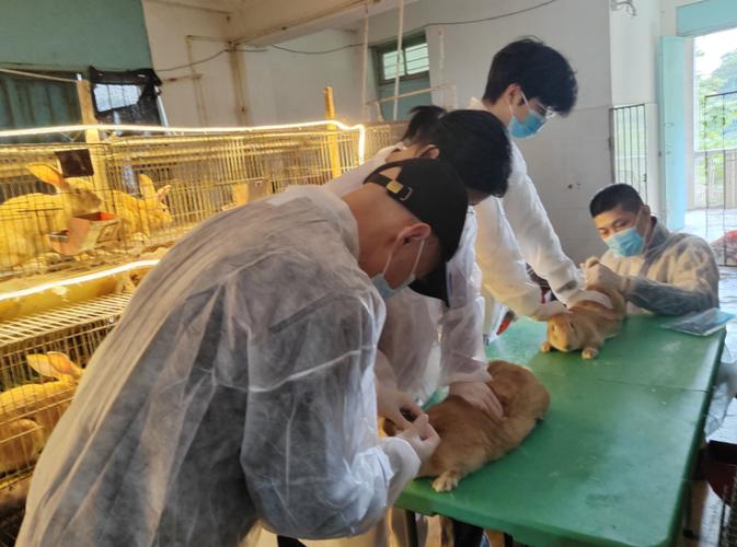 兔子人工接种技术视频怎么操作？-图2