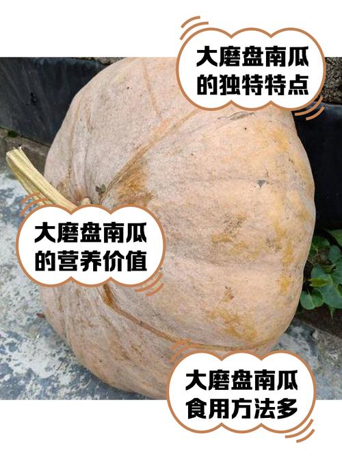种植什么南瓜品种赚钱-图1