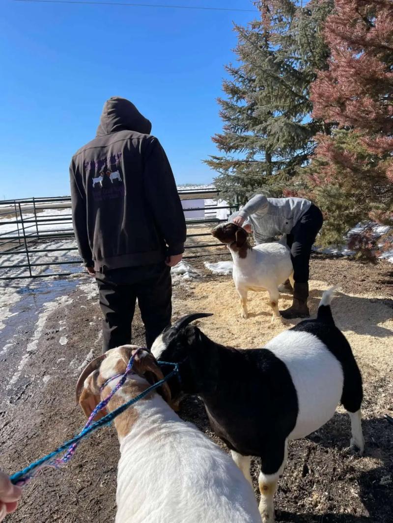 最新波尔山羊种羊价格多少钱？-图1