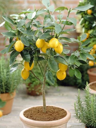 柠檬养殖技术视频全集有哪些要点？-图2