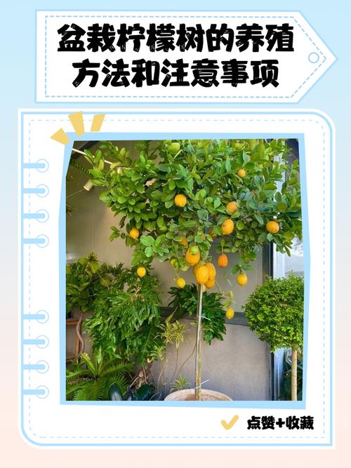 柠檬养殖技术视频全集有哪些要点？-图3