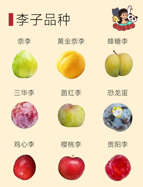 李子品种有哪些？看图识品种！-图2