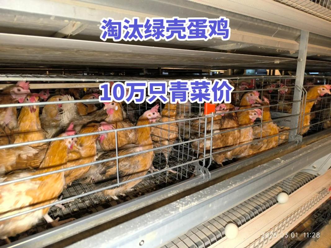 河南今日淘汰蛋鸡价格行情如何？具体多少钱一斤？-图1
