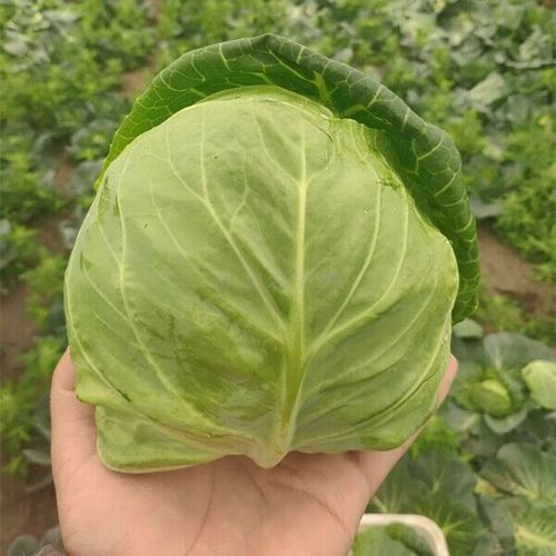 铁头665是甘蓝的优质品种吗？-图3