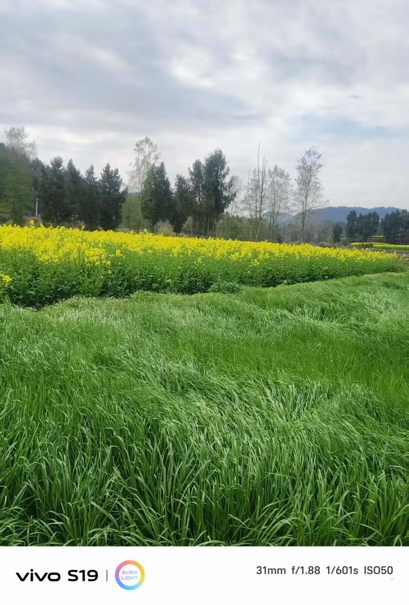（由于您只提供了标题菜牛养殖技术免费下载，未提供具体文章内容，我根据该标题为您生成了以下疑问标题），菜牛养殖技术哪里免费下载？新手必看高效养殖秘诀？-图3
