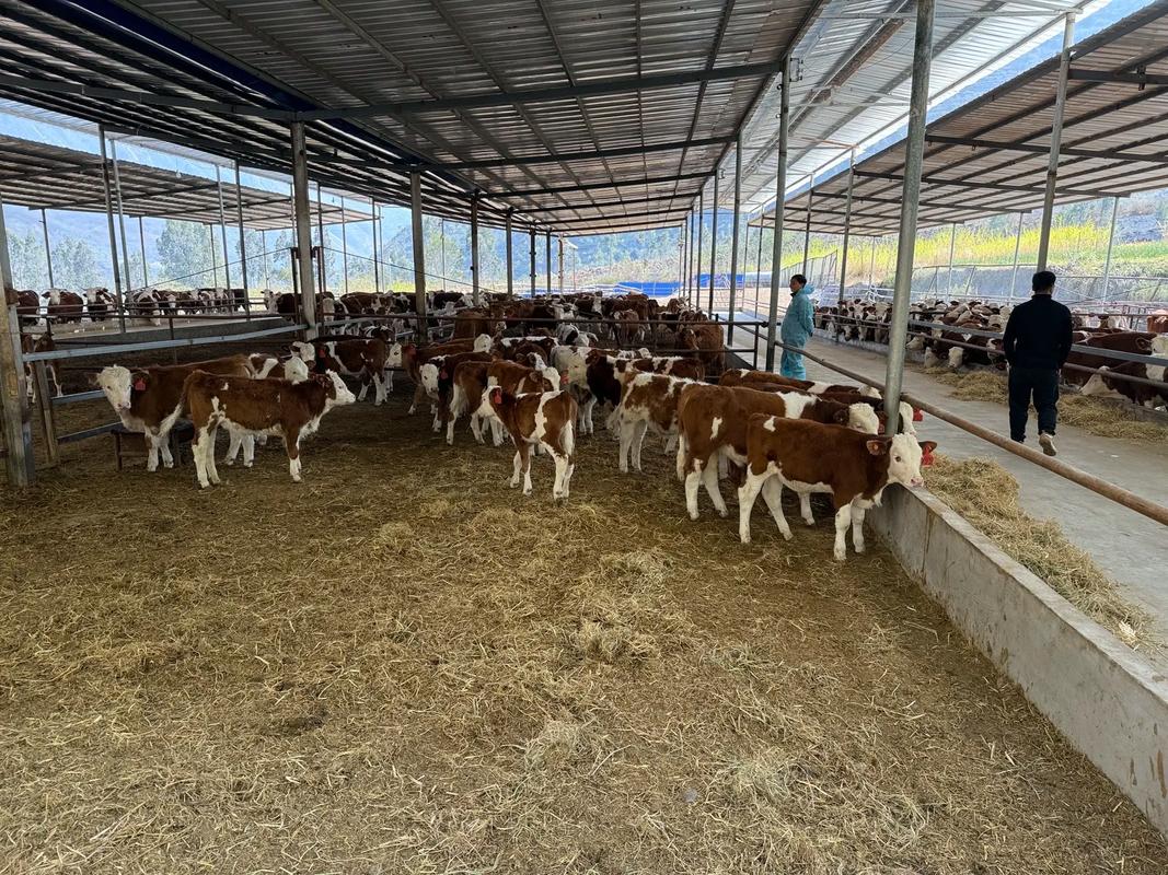 （由于您只提供了标题菜牛养殖技术免费下载，未提供具体文章内容，我根据该标题为您生成了以下疑问标题），菜牛养殖技术哪里免费下载？新手必看高效养殖秘诀？-图2