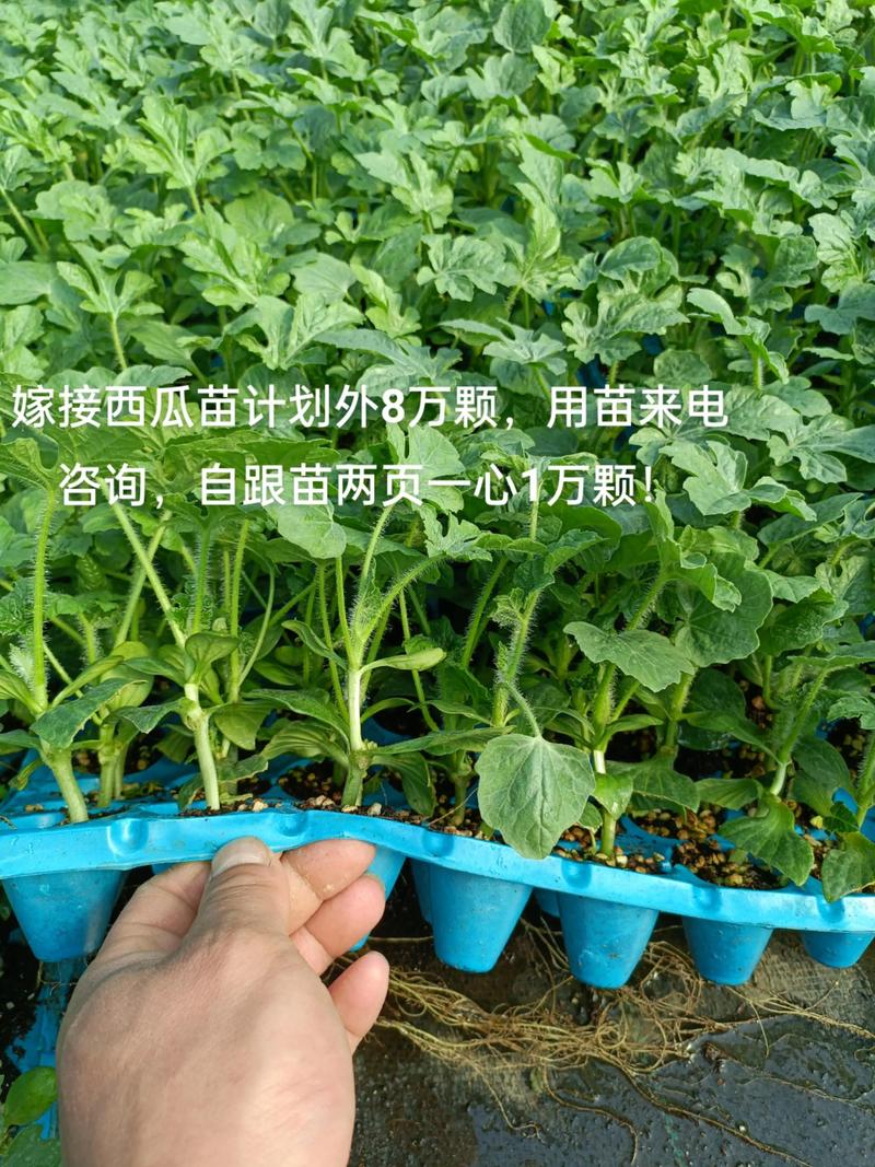 西瓜断根嫁接技术关键是什么？-图3