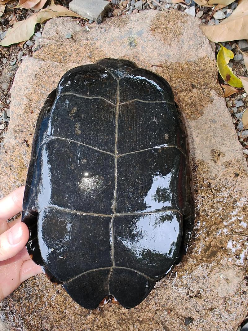 2025石龟种龟价格会涨还是跌？-图2