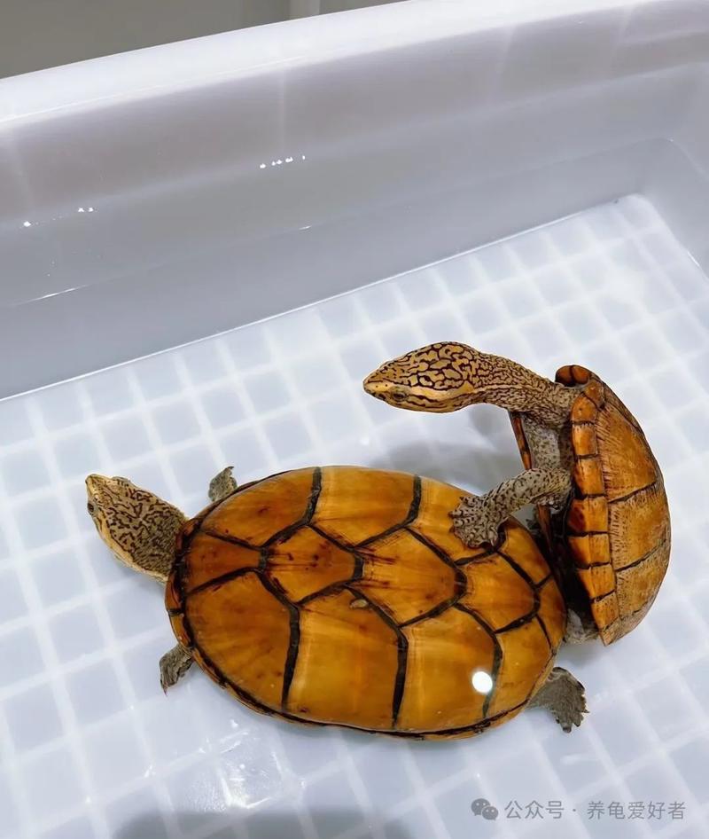 2025年食用龟价格会涨还是跌？-图2