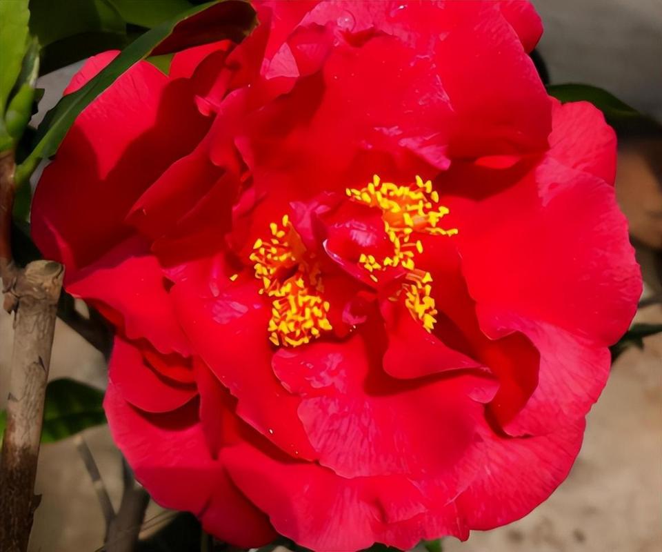 名贵茶花品种有哪些？-图1