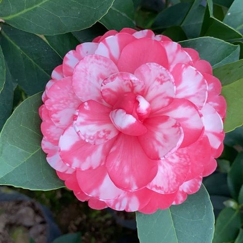 名贵茶花品种有哪些？-图3