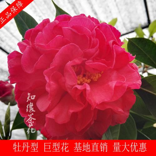 名贵茶花品种有哪些？-图2