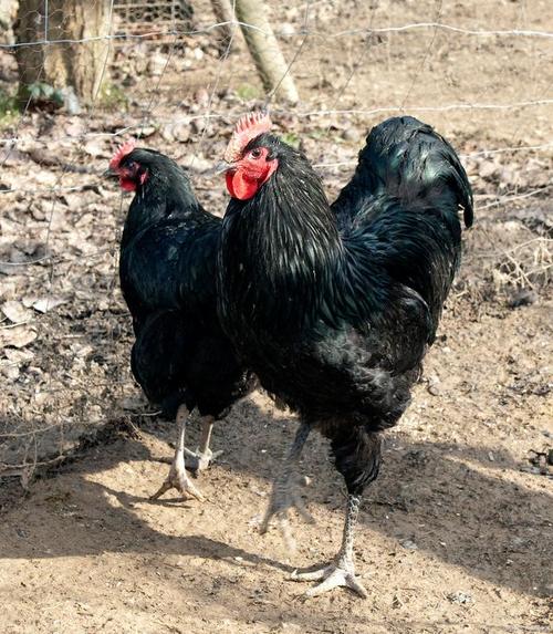 黑色母鸡有哪些品种？-图2