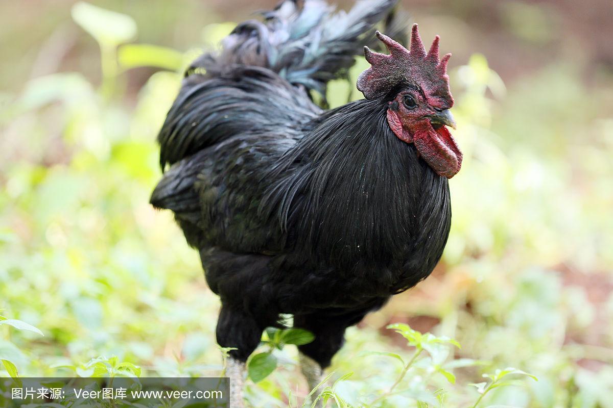 黑色母鸡有哪些品种？-图1