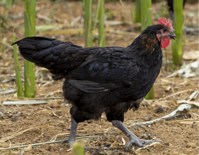 黑色母鸡有哪些品种？-图3