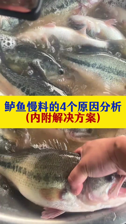 山东鲈鱼养殖技术有哪些关键要点？-图3