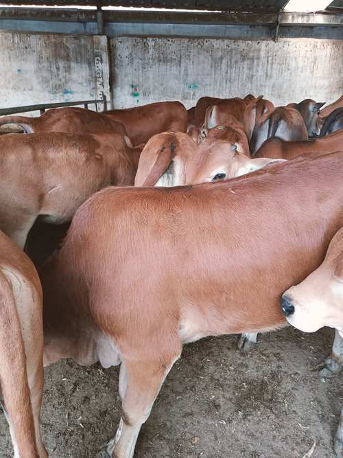 湖南本地肉牛品种有哪些？-图3