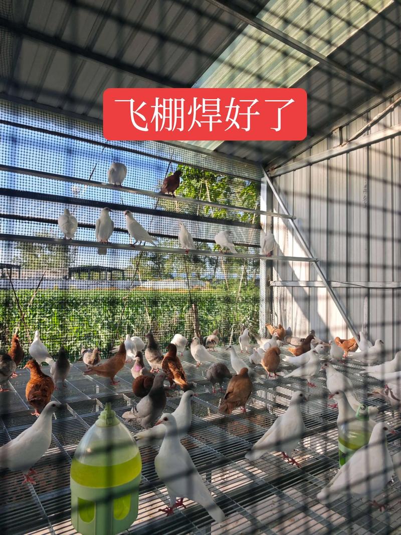 鸽子养殖技术冬天鸽子-图2