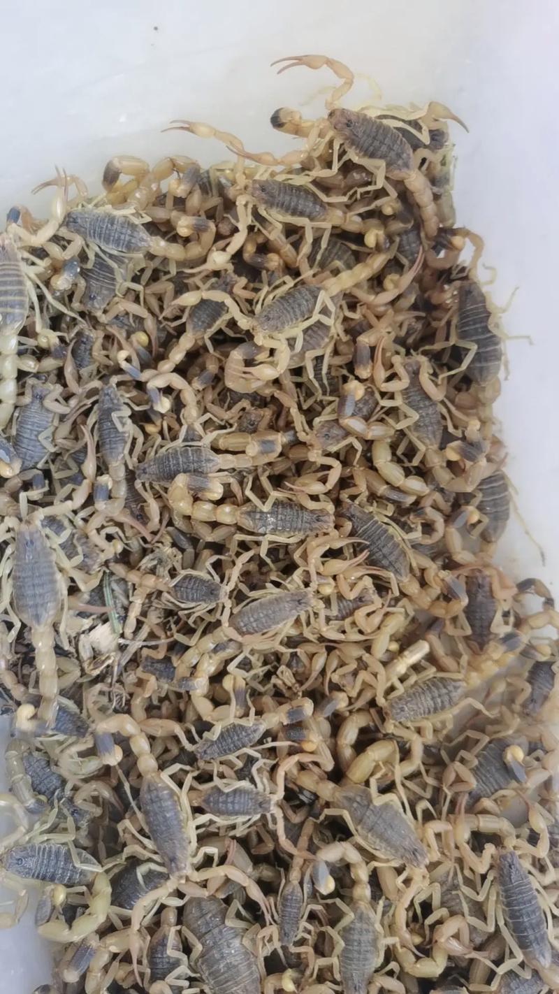 哪种蝎子品种最好？-图3