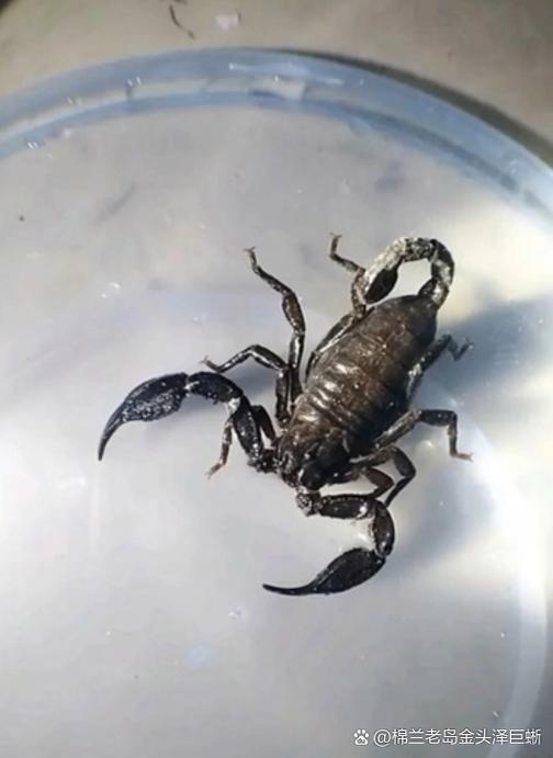 哪种蝎子品种最好？-图2