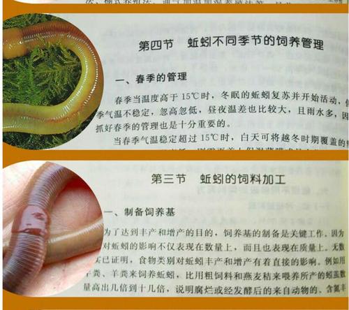 蚯蚓养殖技术有哪些关键要点？-图1