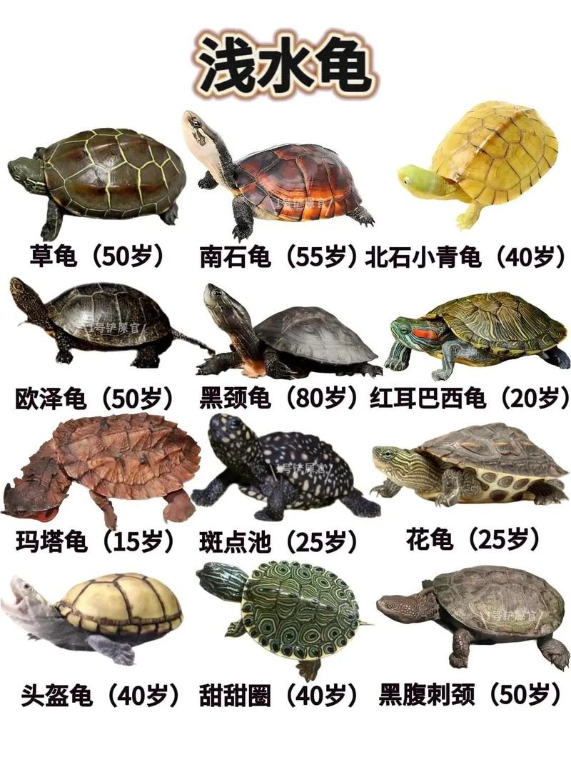 乌龟品种有哪些？附图片看看？-图1