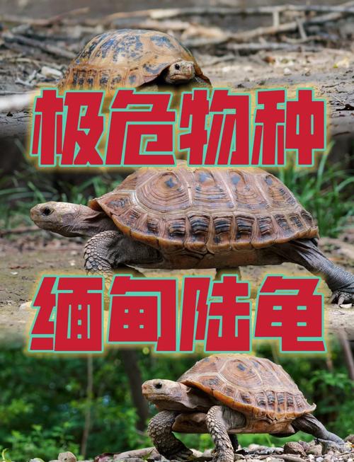 乌龟品种有哪些？附图片看看？-图2