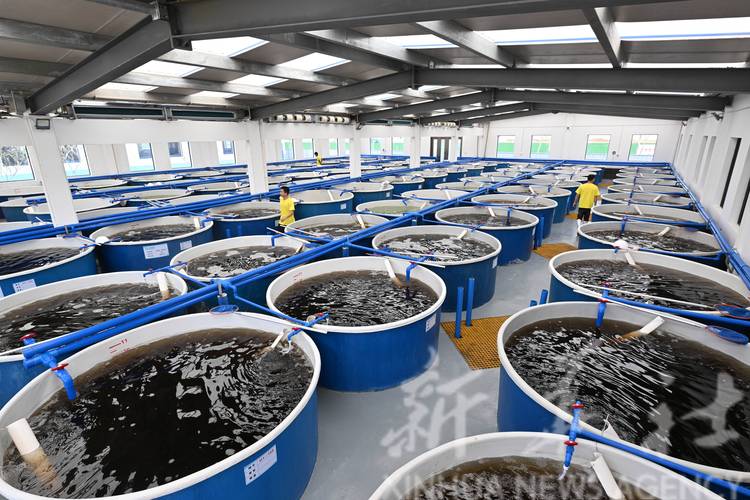 水产养殖主养品种有哪些？-图3