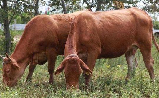 东北黄牛具体属于哪个品种？-图2