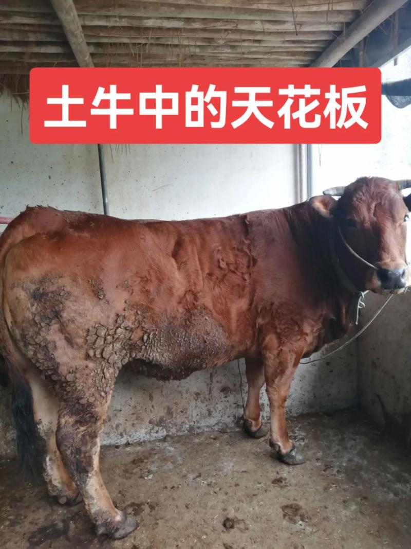 东北黄牛具体属于哪个品种？-图3