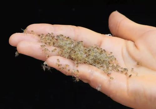 大闸蟹苗养殖技术要点有哪些？-图1