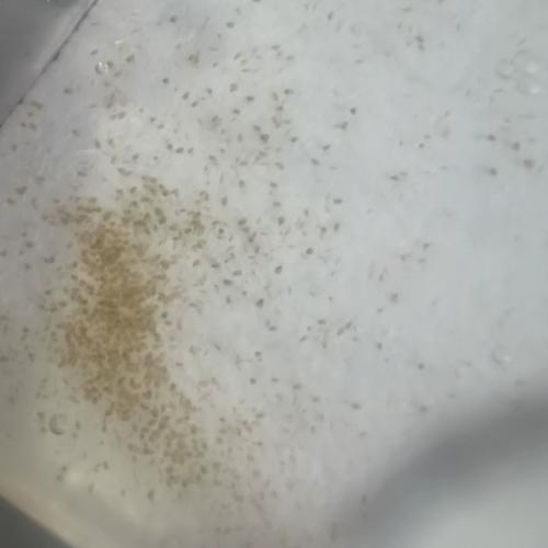 大闸蟹苗养殖技术要点有哪些？-图2