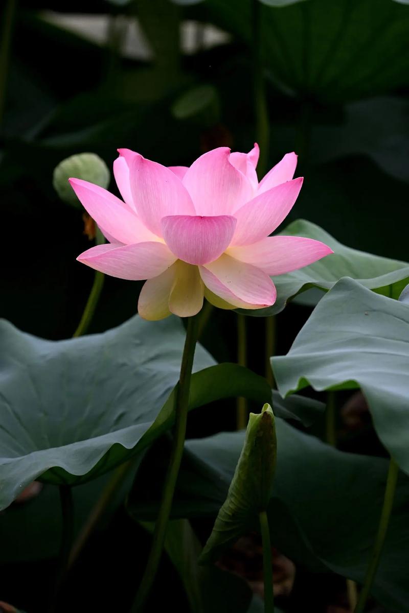 荷花品种有哪些？图片怎么找全？-图2