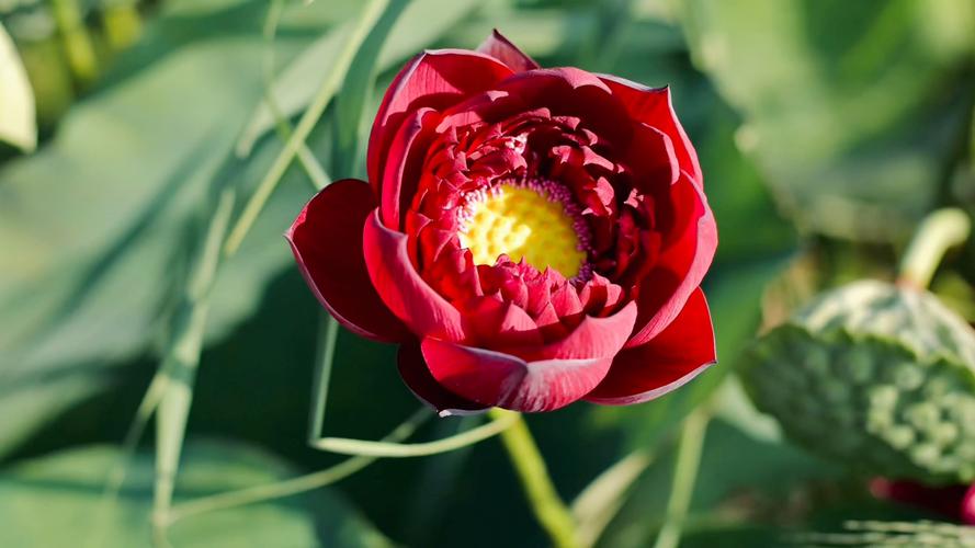 荷花品种有哪些？图片怎么找全？-图3