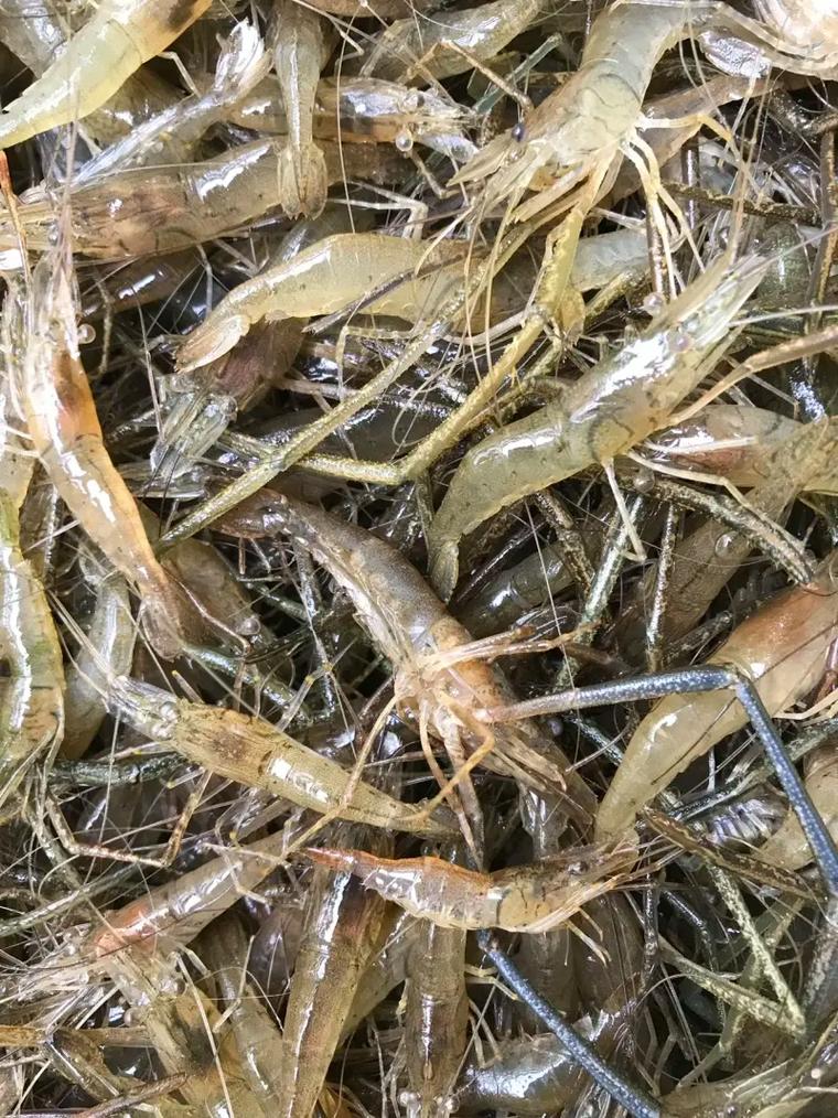 2025年小河虾价格会涨还是跌？-图3