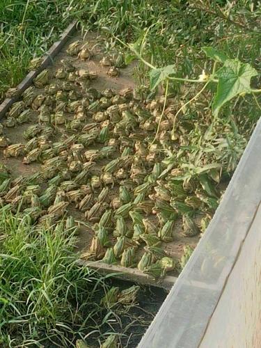 简阳青蛙养殖价格多少？-图1