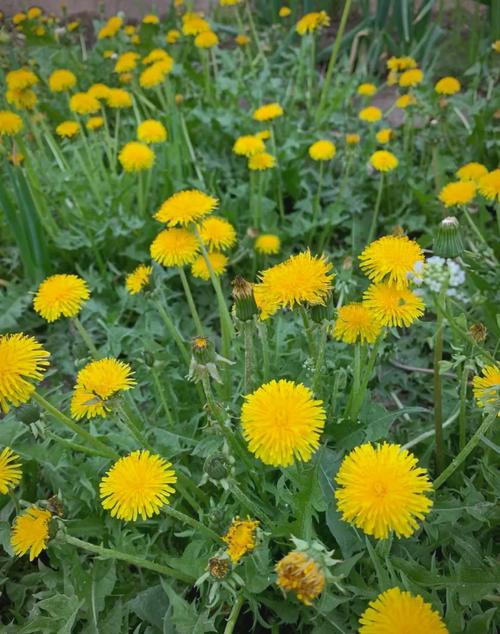 蒲公英品种图片大全，有哪些常见品种？-图2