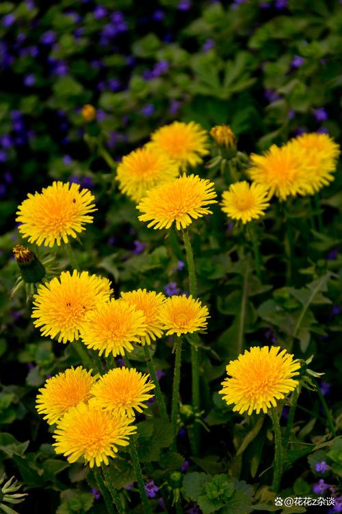 蒲公英品种图片大全，有哪些常见品种？-图3
