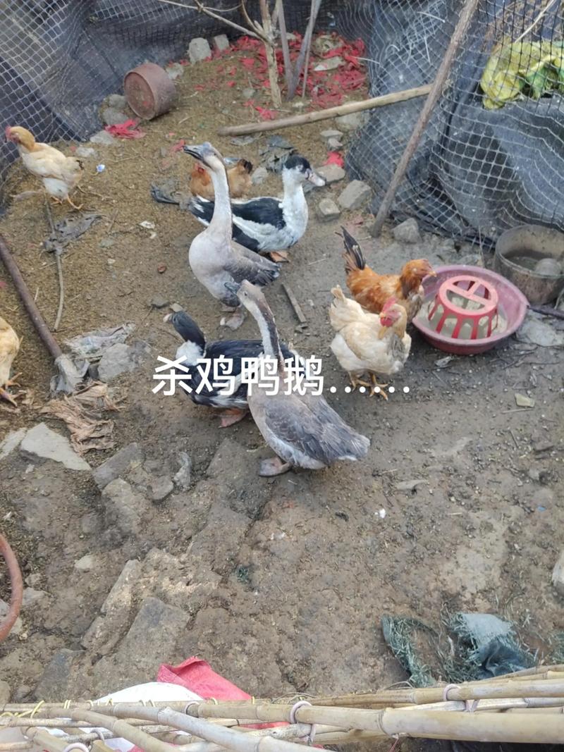 青蛙与白鹅混养，技术要点有哪些？-图1