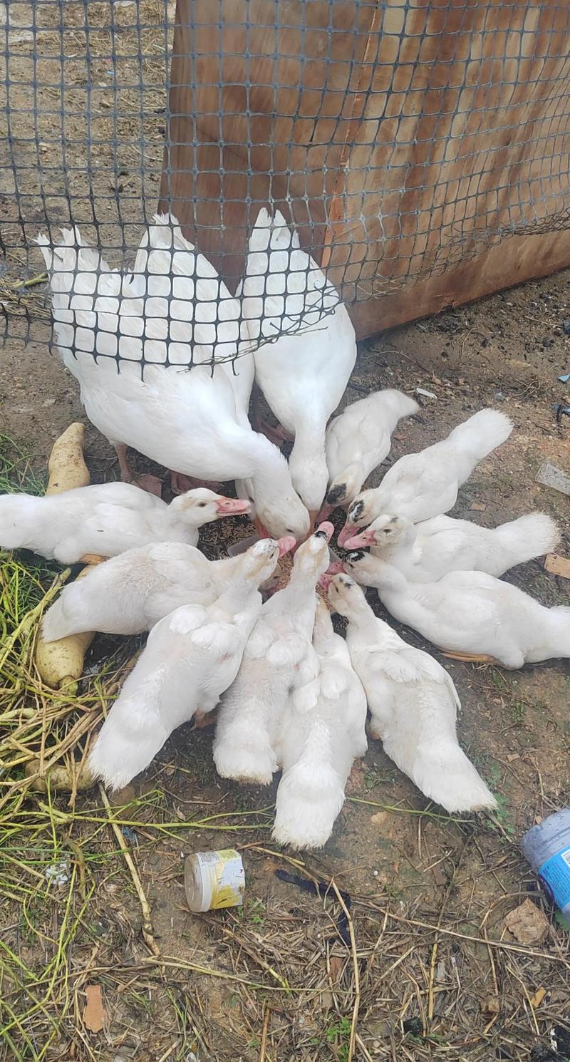 青蛙与白鹅混养，技术要点有哪些？-图2