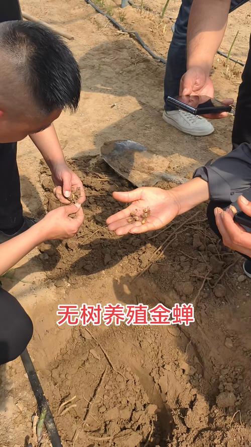 人工金蝉养殖技术视频怎么学？-图1