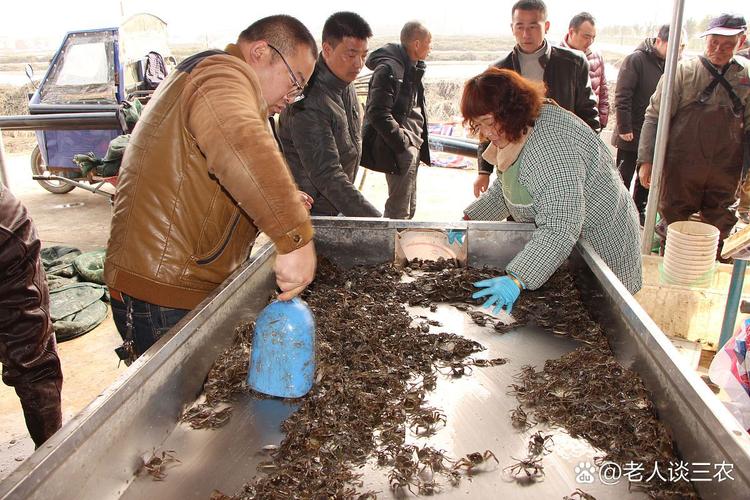 人工金蝉养殖技术视频怎么学？-图2