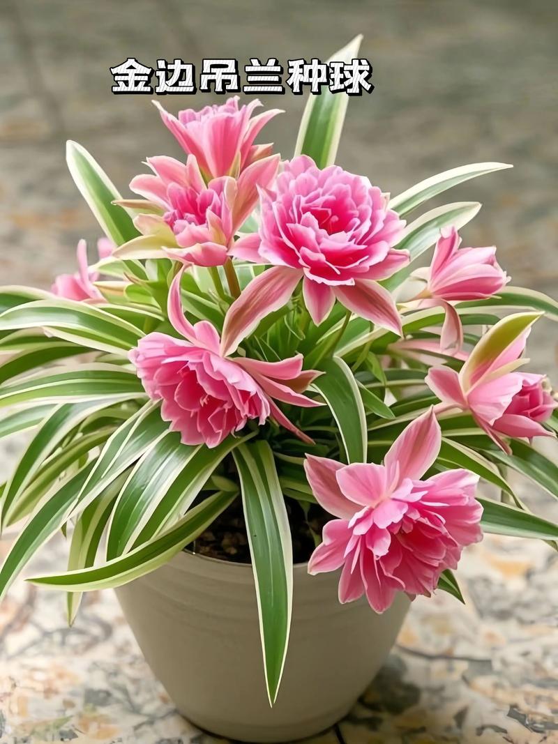 请问哪种吊兰品种最漂亮？求带图推荐-图1