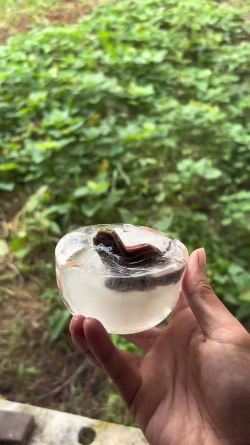 2025野生水蛭价格会涨还是跌？-图1