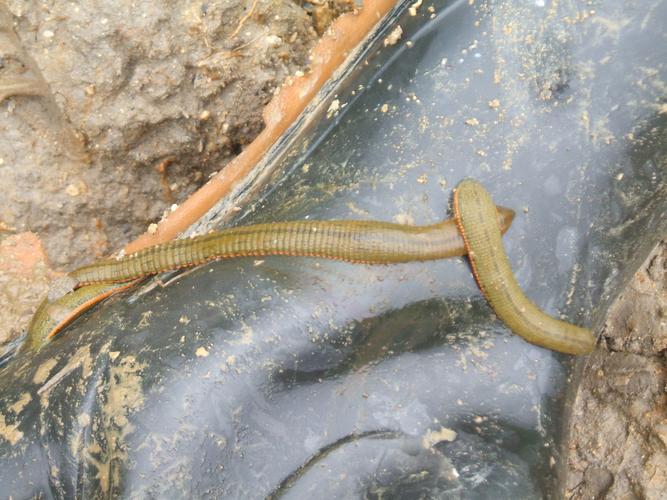 2025野生水蛭价格会涨还是跌？-图2