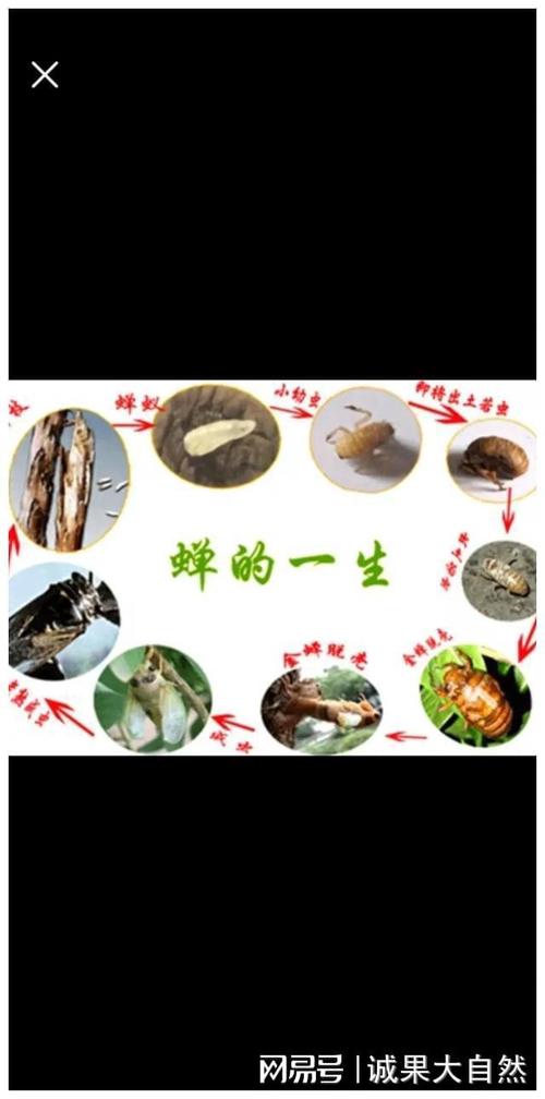 人工知了怎么养殖技术-图1 人工知了怎么养殖技术-图1