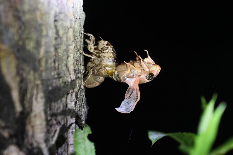 人工知了怎么养殖技术-图2 人工知了怎么养殖技术-图2